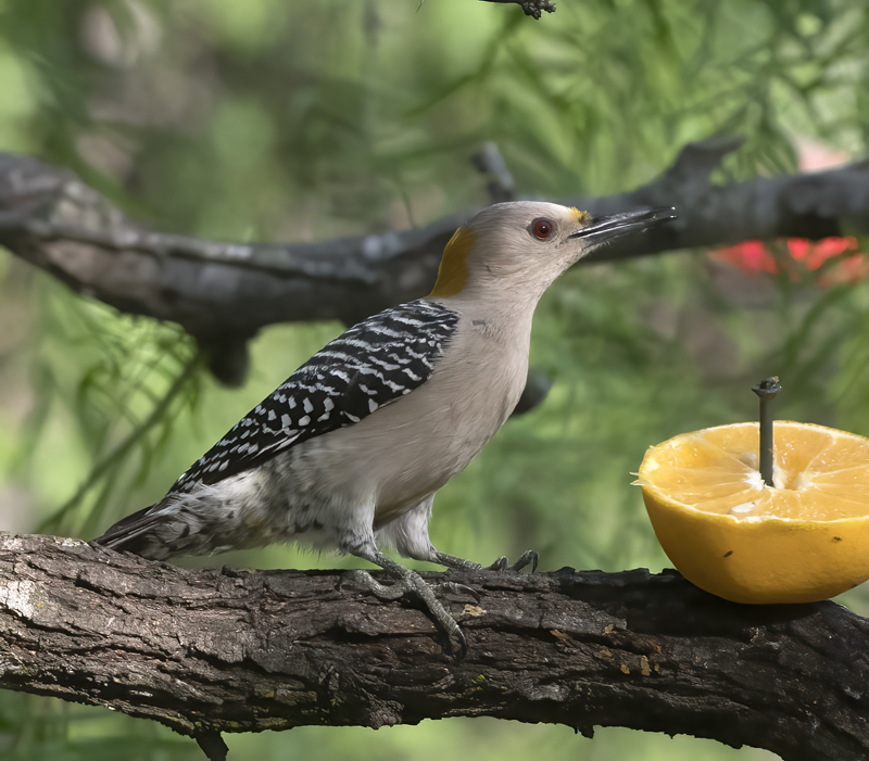 Golden-fronted_Woodpecker_TX_18_003