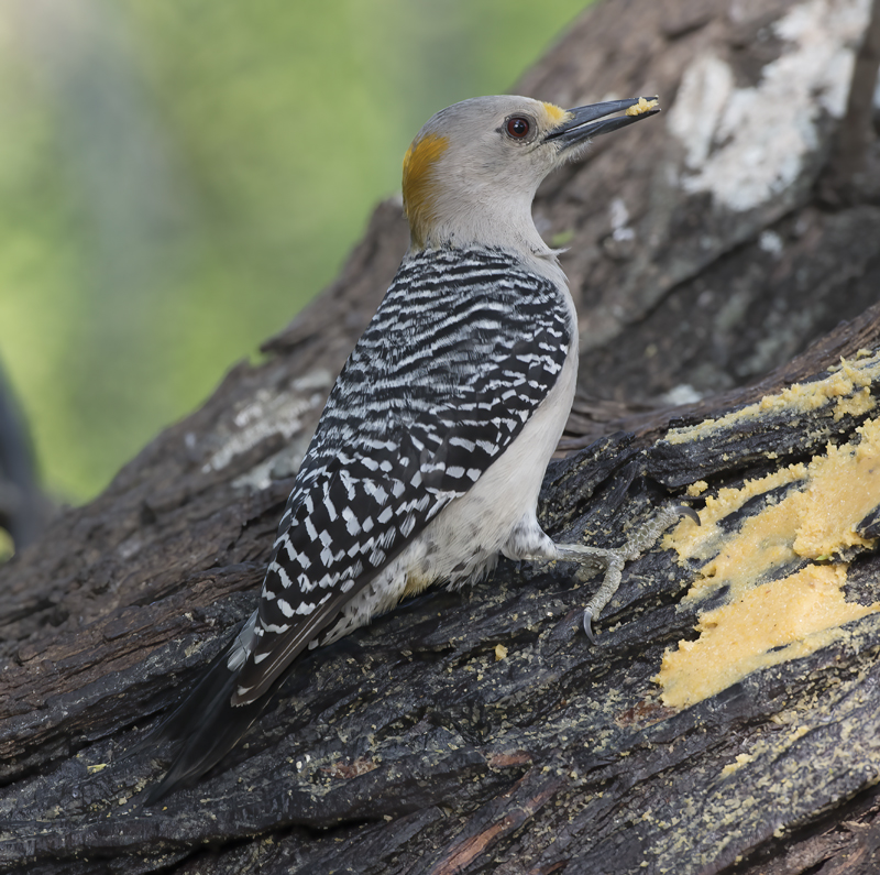 Golden-fronted_Woodpecker_TX_18_019