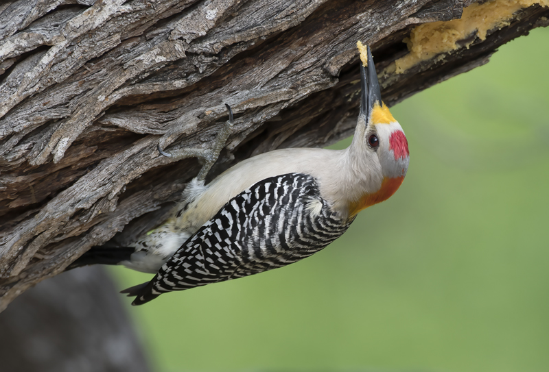 Golden-fronted_Woodpecker_TX_18_024