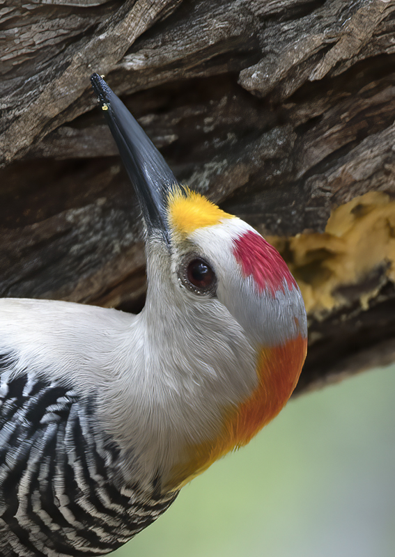 Golden-fronted_Woodpecker_TX_18_040