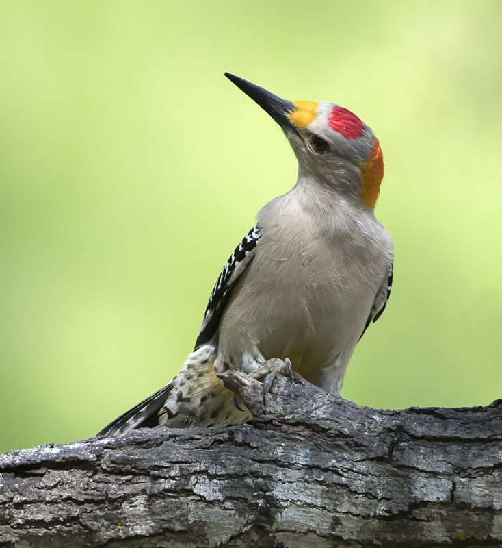 Golden-fronted_Woodpecker_TX_18_071