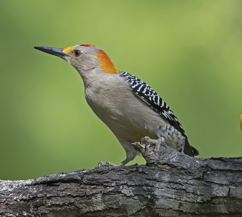 Golden-fronted_Woodpecker_TX_18_074
