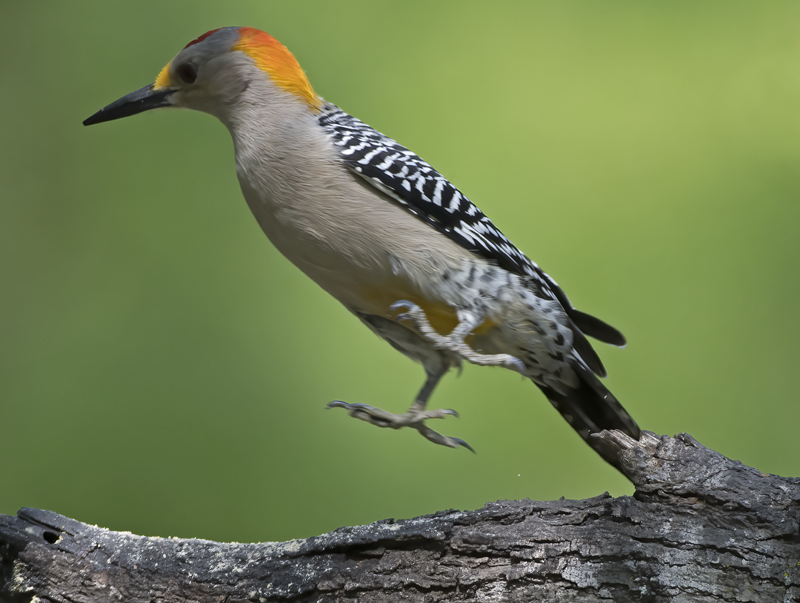 Golden-fronted_Woodpecker_TX_18_078