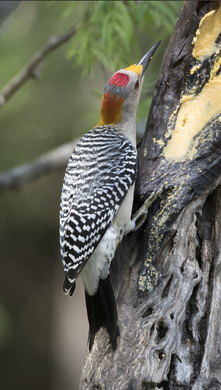 Golden-fronted_Woodpecker_TX_18_084