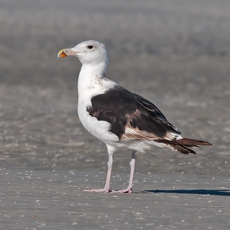 Great_Black_backed-Gull_09_FL_001