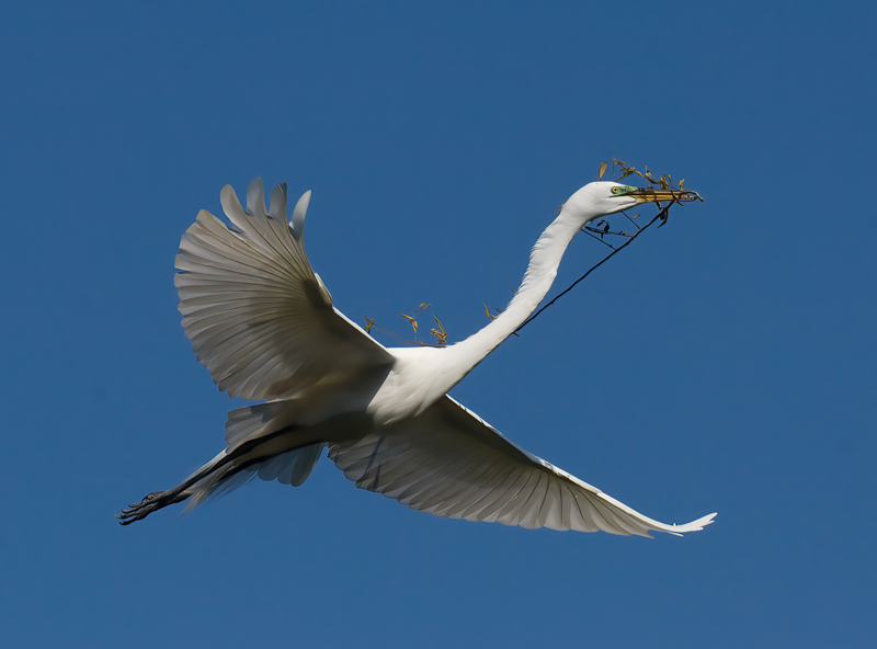 Great_Egret_08_FL_022