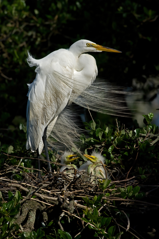 Great_Egret_08_FL_040