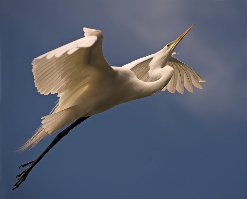 Great_Egret_08_FL_104