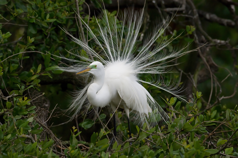 Great_Egret_09_FL_072