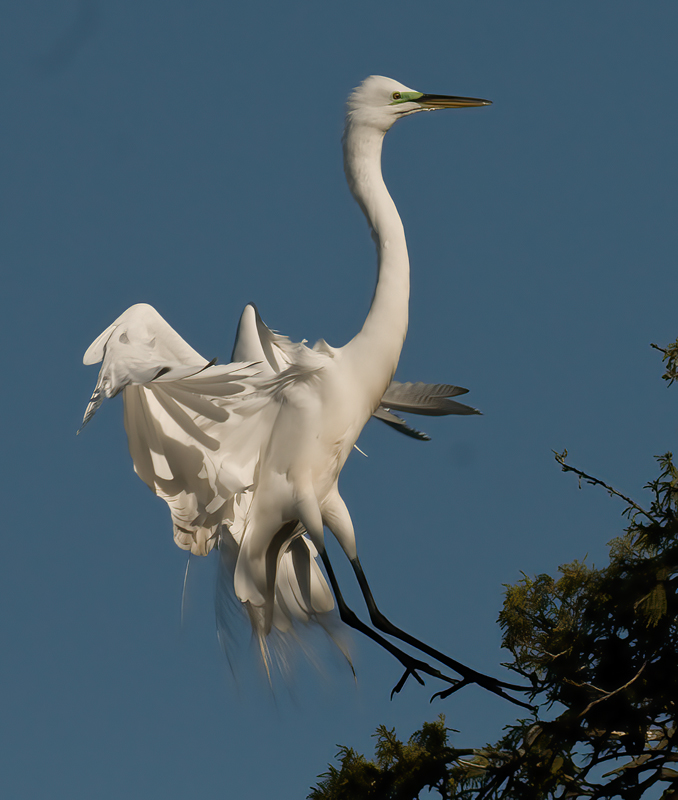 Great_Egret_09_FL_186