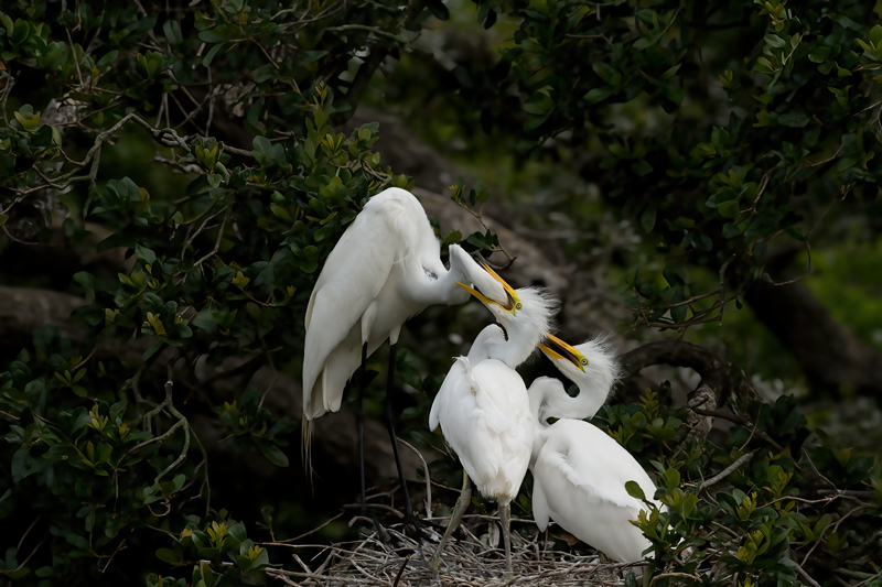 Great_Egret_09_FL_192