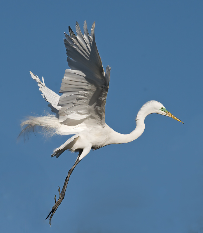 Great_Egret_09_FL_198