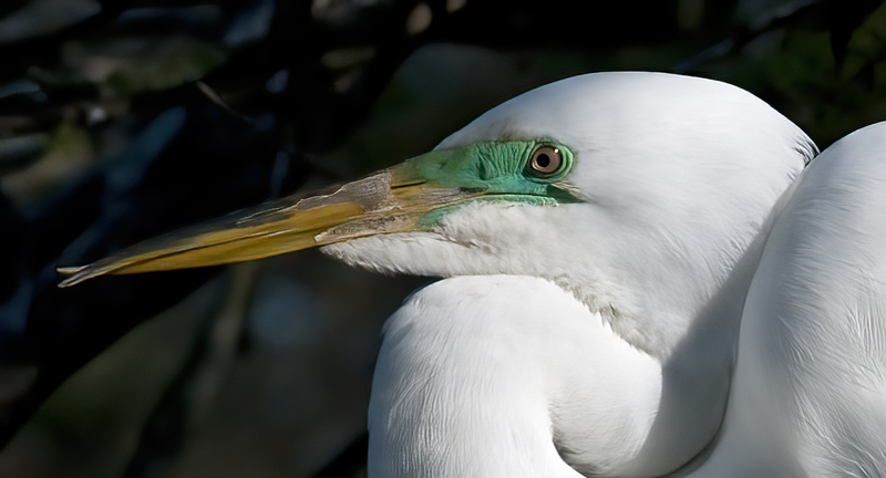 Great_Egret_09_FL_253