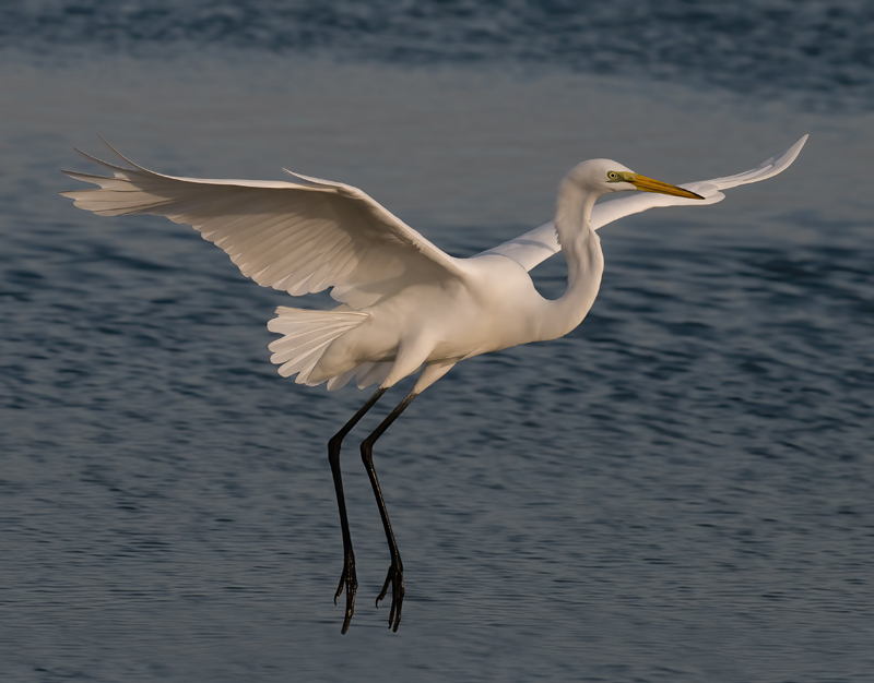 Great_Egret_09_FL_310