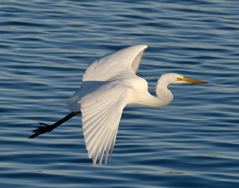 Great_Egret_10_FL_002