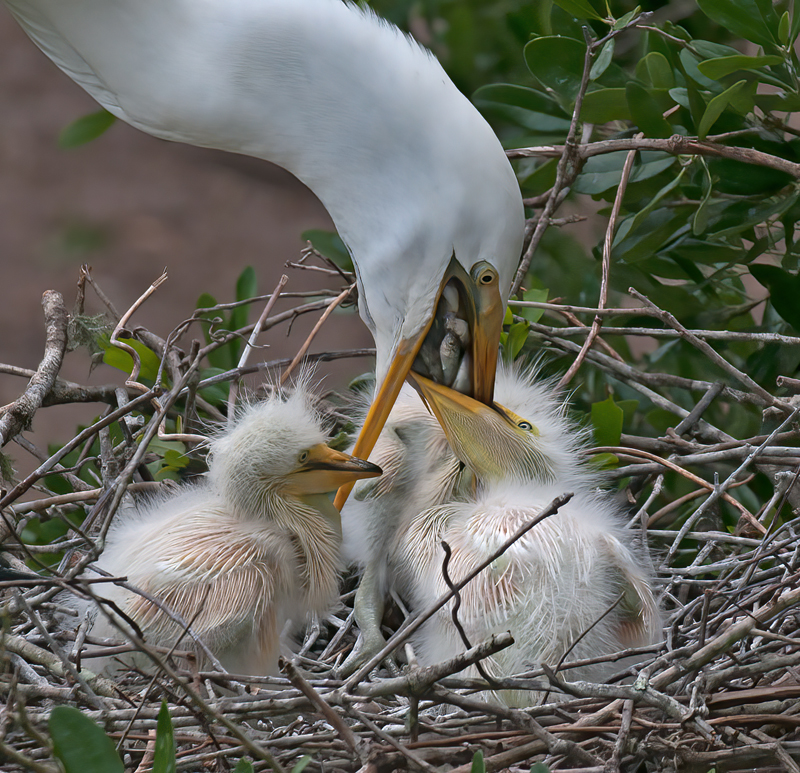 Great_Egret_10_FL_164