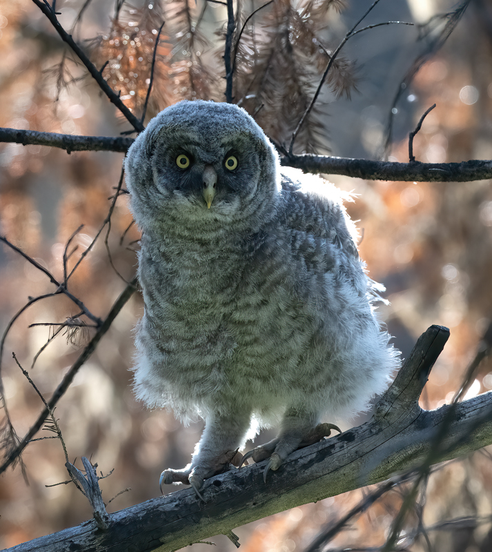 Great_Gray_Owl_23_Canada_C_062