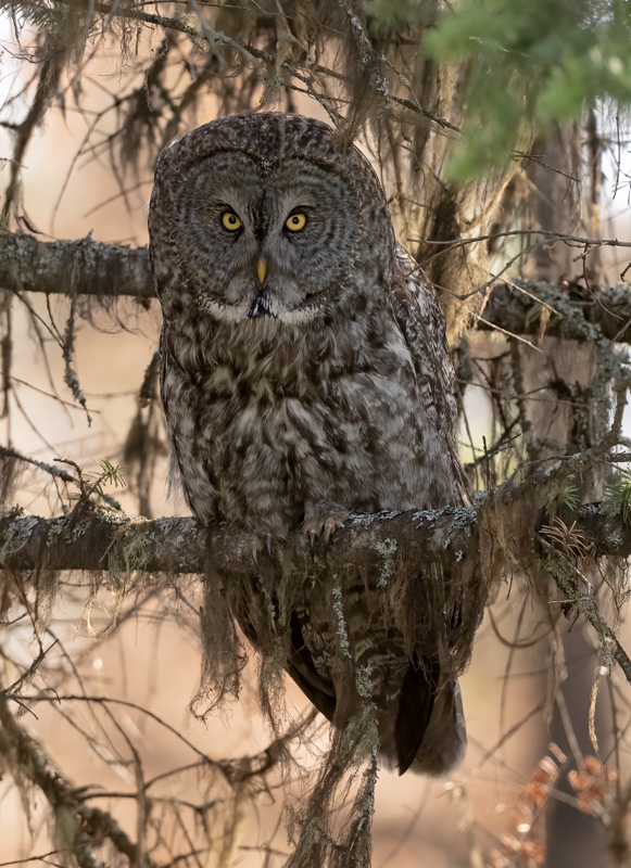 Great_Gray_Owl_23_Canada_L_510