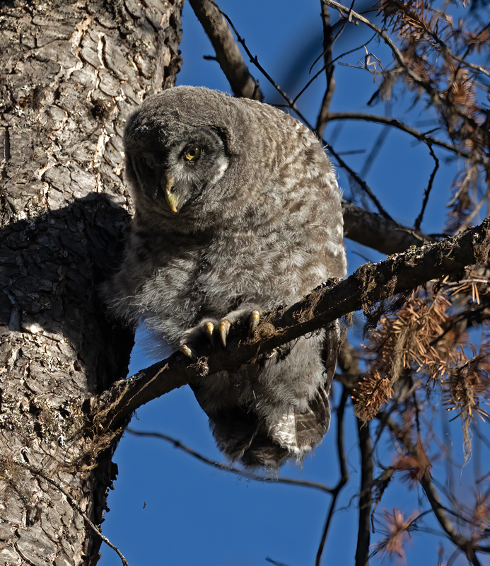 Great_Gray_Owl_23_Canada_L_540