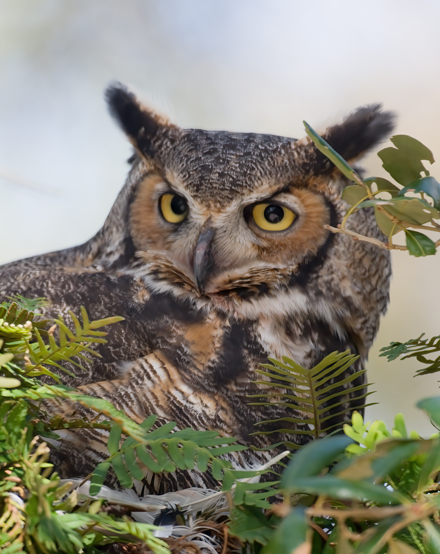 Great_Horned_Owl_10_FL_022