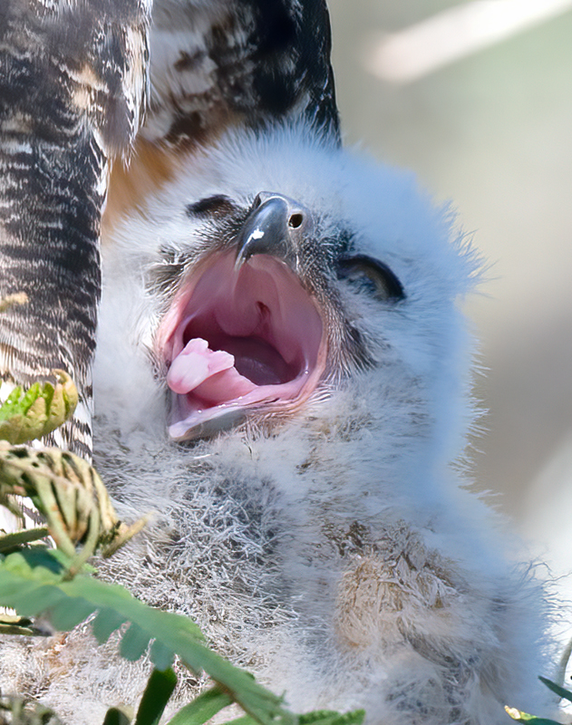 Great_Horned_Owl_10_FL_039