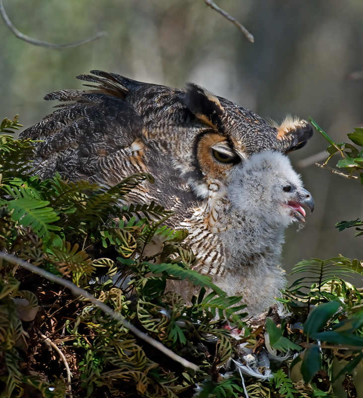 Great_Horned_Owl_10_FL_079