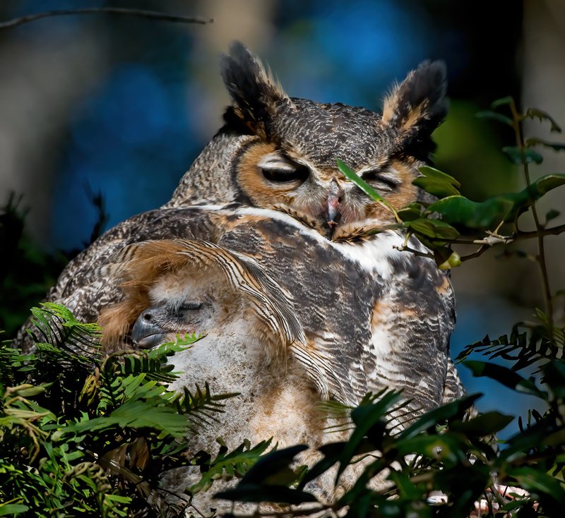 Great_Horned_Owl_10_FL_143