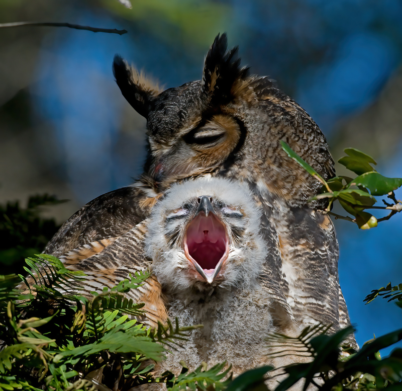 Great_Horned_Owl_10_FL_149