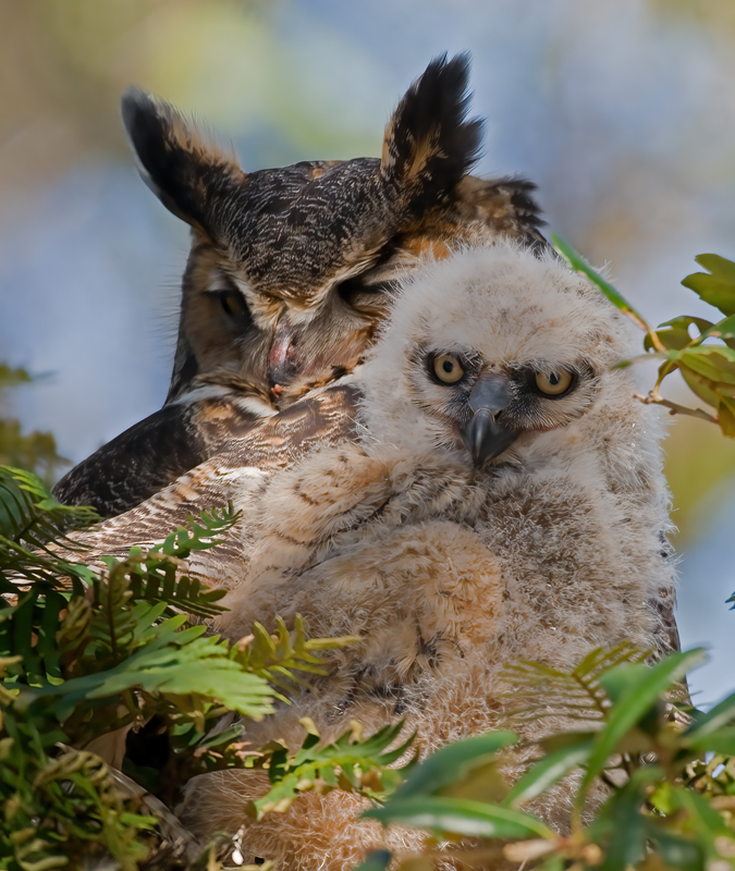 Great_Horned_Owl_10_FL_166