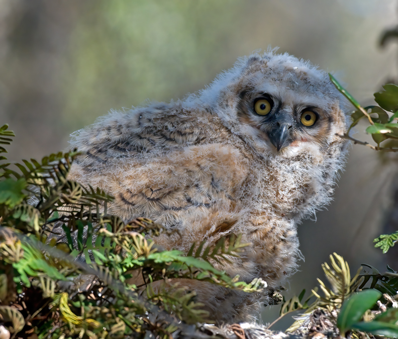 Great_Horned_Owl_10_FL_179