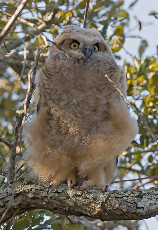 Great_Horned_Owl_10_FL_222