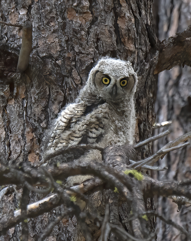 Great_Horned_Owl_17_OR_028