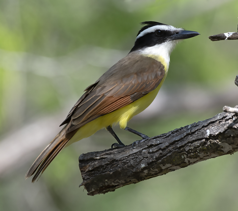 Great_Kiskadee_19_TX_016