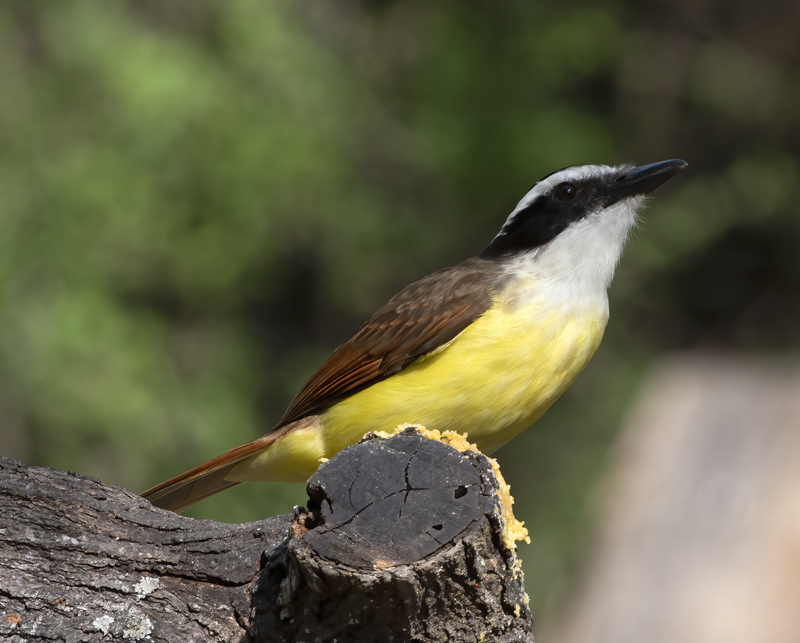 Great_Kiskadee_19_TX_067