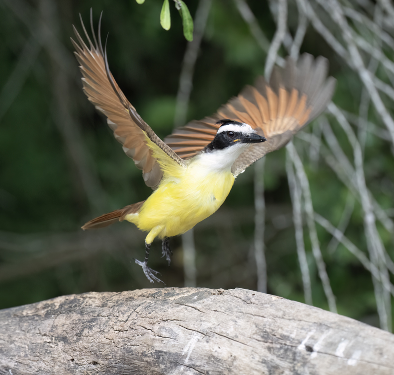 Great_Kiskadee_24_TX_L_004
