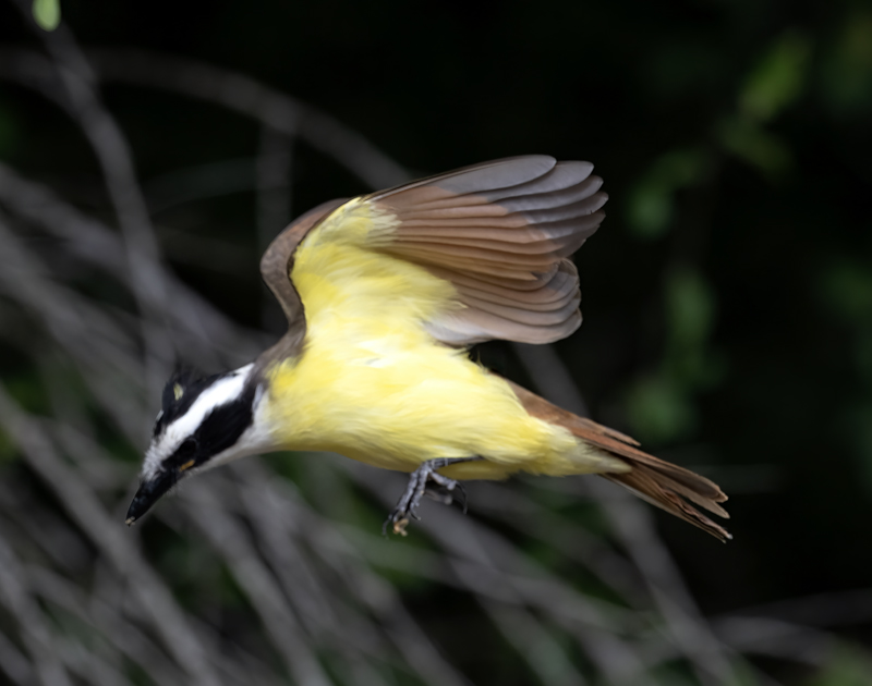 Great_Kiskadee_24_TX_L_011