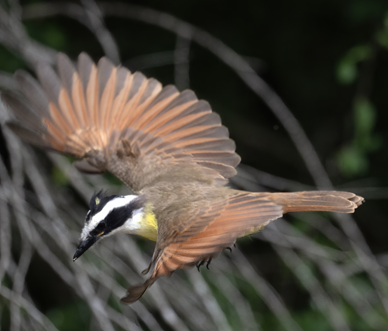 Great_Kiskadee_24_TX_L_012