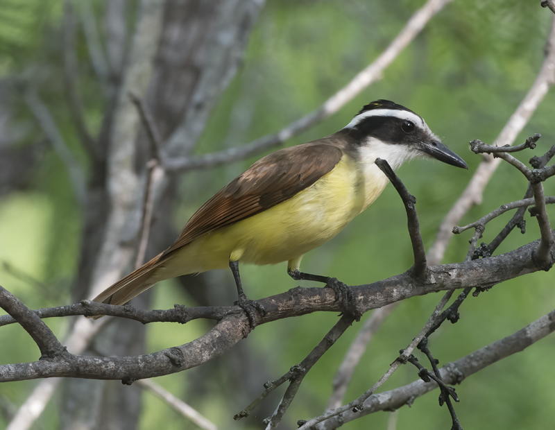 Great_Kiskadee_TX_18_012