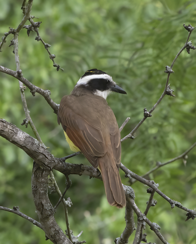 Great_Kiskadee_TX_18_019