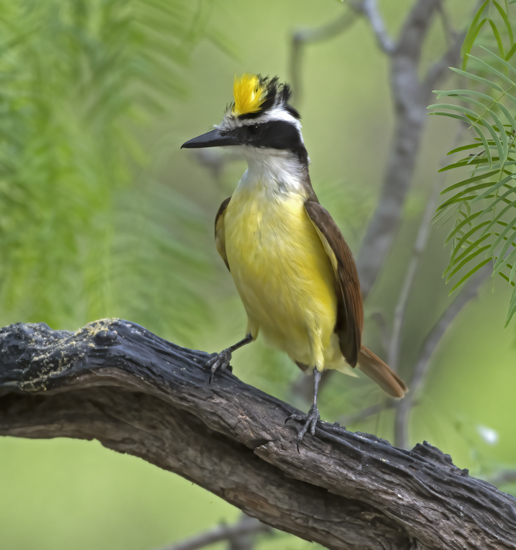 Great_Kiskadee_TX_18_089