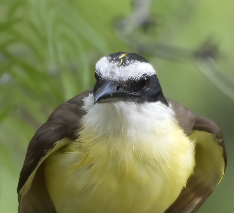 Great_Kiskadee_TX_18_099