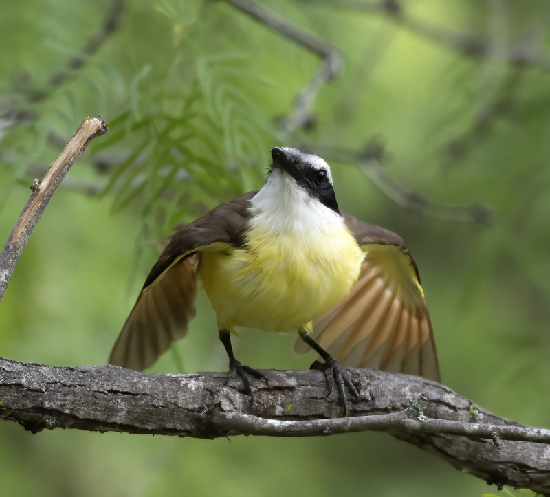 Great_Kiskadee_TX_18_107