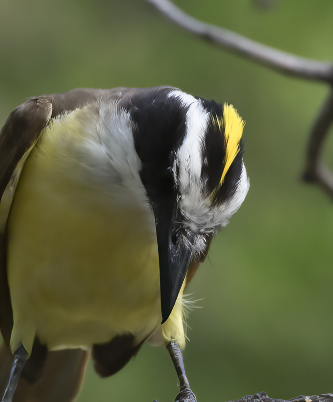 Great_Kiskadee_TX_18_110