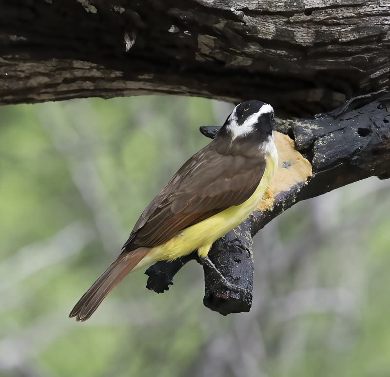 Great_Kiskadee_TX_18_124