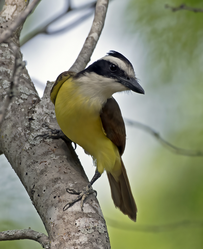 Great_Kiskadee_TX_18_127