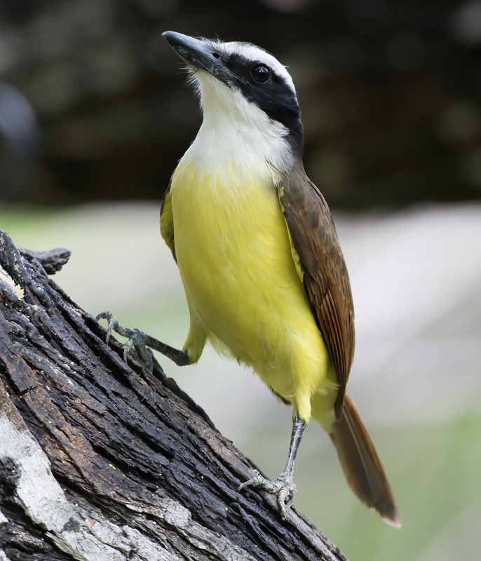 Great_Kiskadee_TX_18_131
