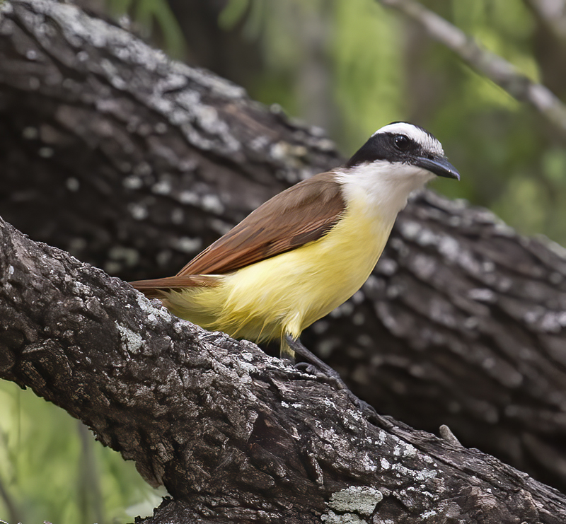 Great_Kiskadee_TX_18_136