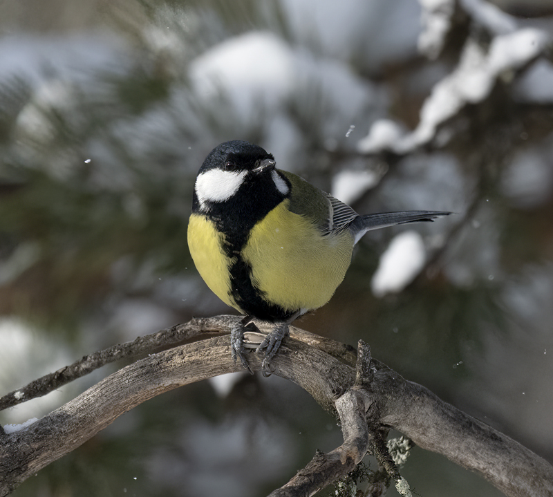 Great_Tit_23_Norway_164