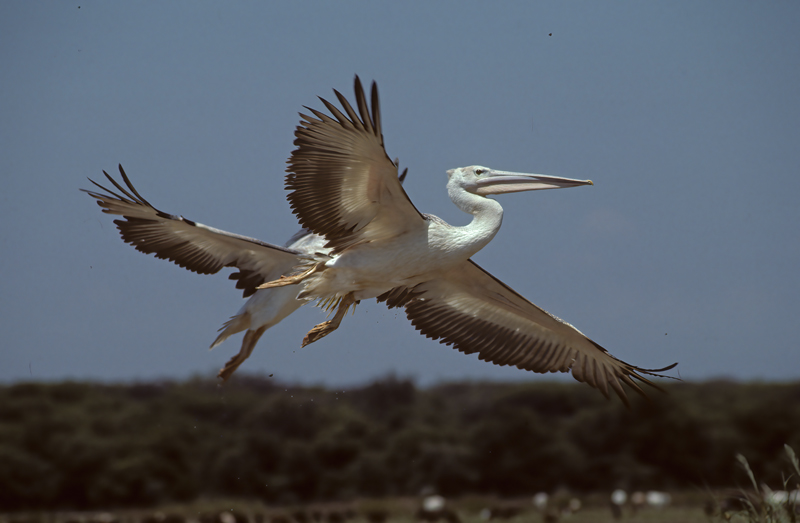 Great_White_Pelican_90_Kenya_002