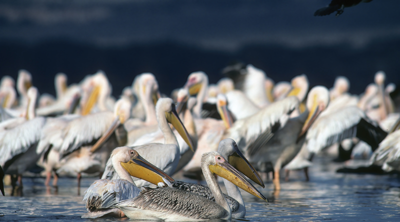 Great_White_Pelican_90_Kenya_004